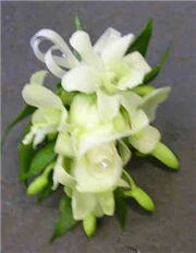 Cream Orchid Corsage